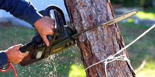 Best Hazardous Tree Removal  in Level Green, PA