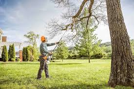 Best Palm Tree Trimming  in Level Green, PA