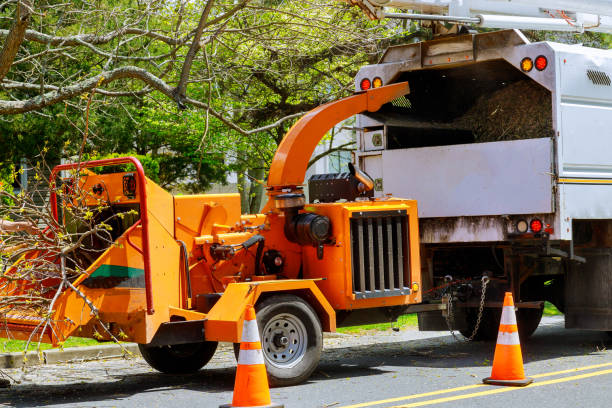 Best Emergency Tree Removal  in Level Green, PA