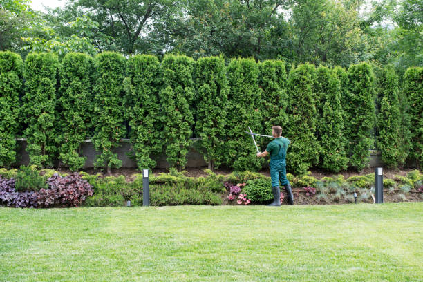 Why Choose Our Tree Removal Services in Level Green, PA?