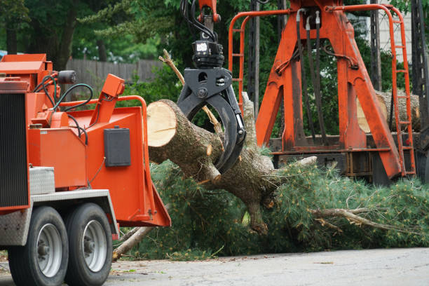 Best Fruit Tree Pruning  in Level Green, PA