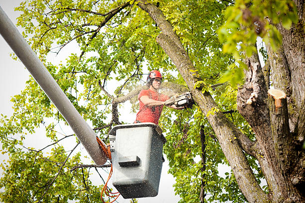 Best Commercial Tree Services  in Level Green, PA